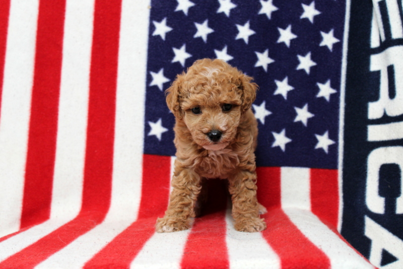 puppy, for, sale, Toy Poodle, Matthew B. Stoltzfus, dog, breeder, Gap, PA, dog-breeder, puppy-for-sale, forsale, nearby, find, puppyfind, locator, puppylocator, aca
